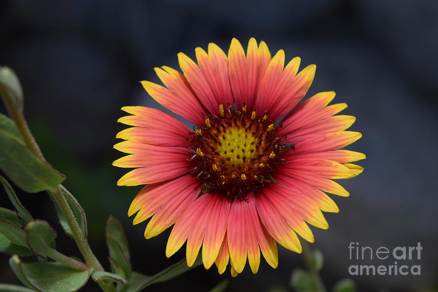 Blanket Flower Perfection Photograph by Janet Marie