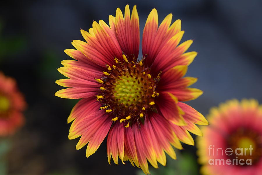 Flower Photograph - Blanket Flower To The Forefront by Janet Marie