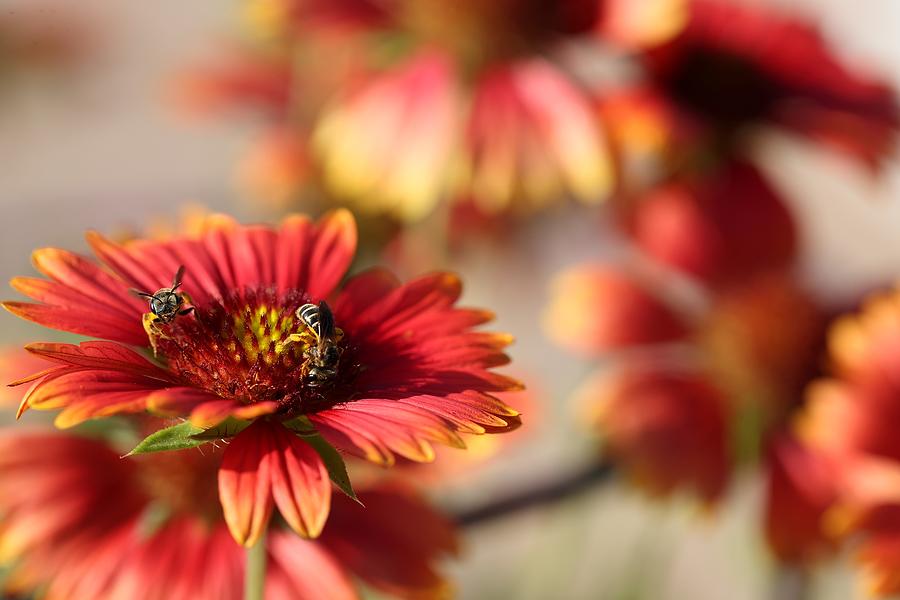 Blanket Flowers Photograph by Mingming Jiang