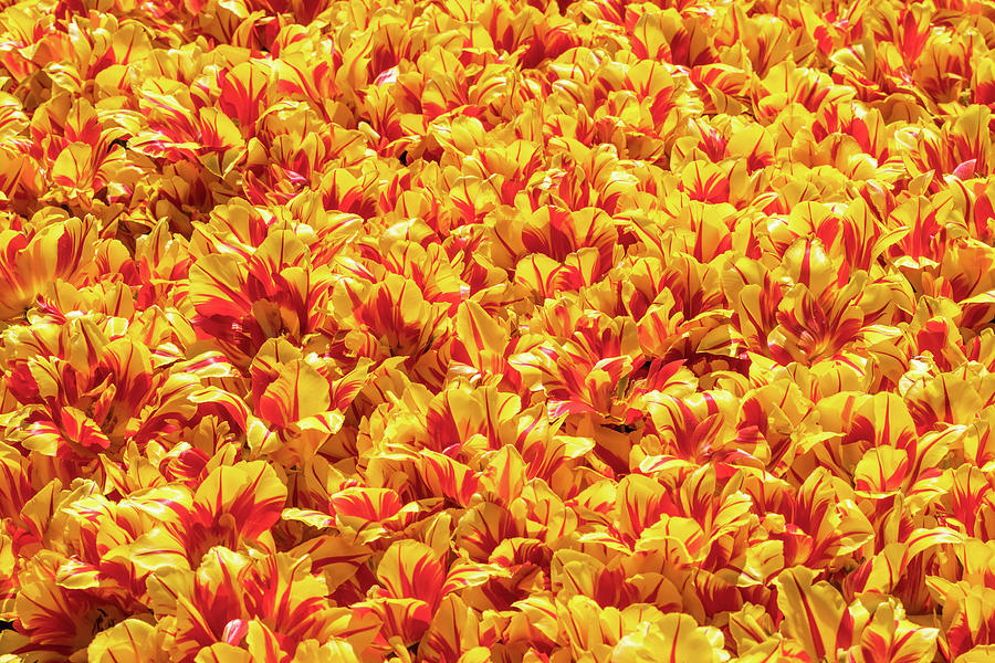 Blanket Of Blooming Yellow And Red Tulips Photograph by Elvira Peretsman