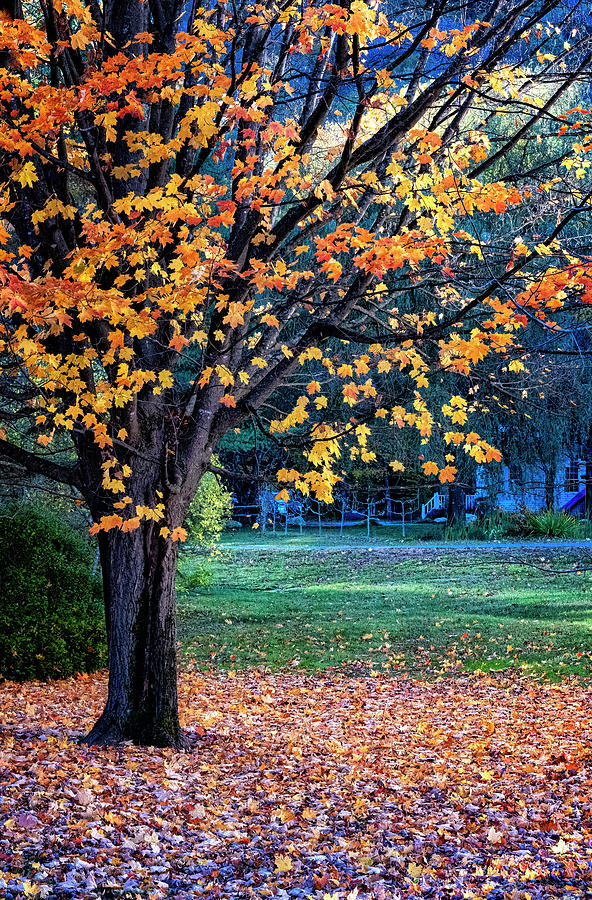 Blanket Of Leaves Photograph by Tom Singleton