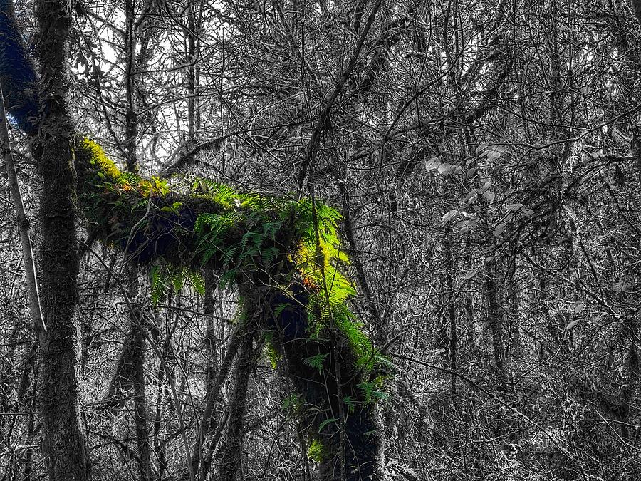 Blanketed in Fern color splash photography Mixed Media by Bonnie Bruno