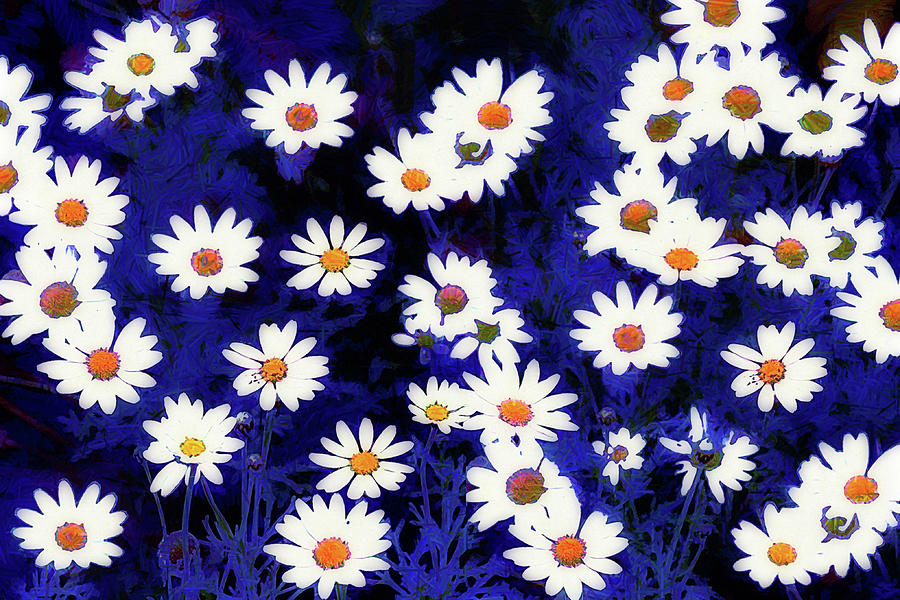 Blast of Daisy Flowers Digital Art by Gaby Ethington