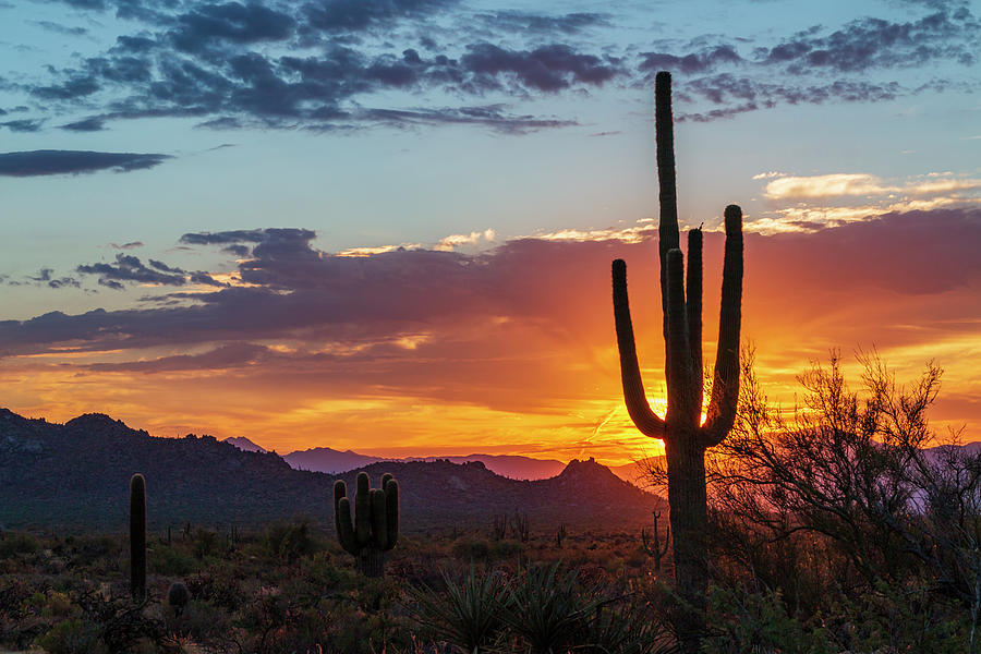 Blazing Arizona Sunrise Landscape With Cactus Photograph by Ray ...