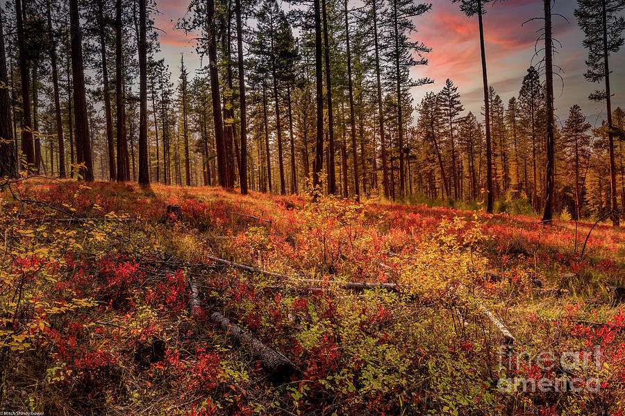 Blazing Autumn Color Photograph by Mitch Shindelbower