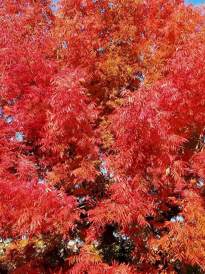 Blazing Chinese Pistache Tree Photograph by Michele Myers