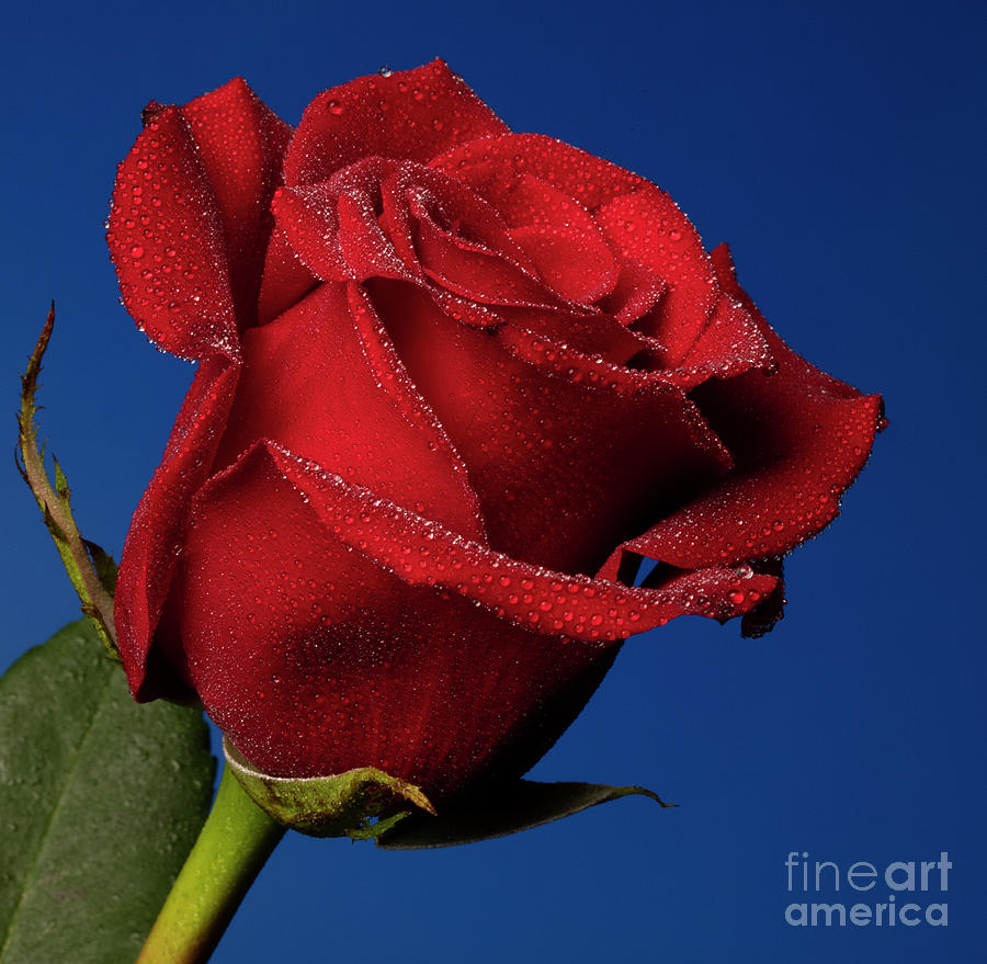 Rose Photograph - Blazing by Doug Norkum