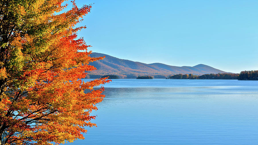 Blazing Fall Maple Tree On Smith Mountain Lake Photograph by The James Roney Collection