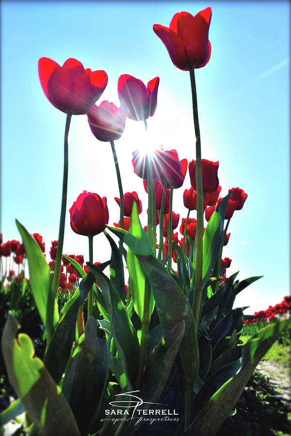Tulip Photograph - Blazing Petals by Sara Terrell