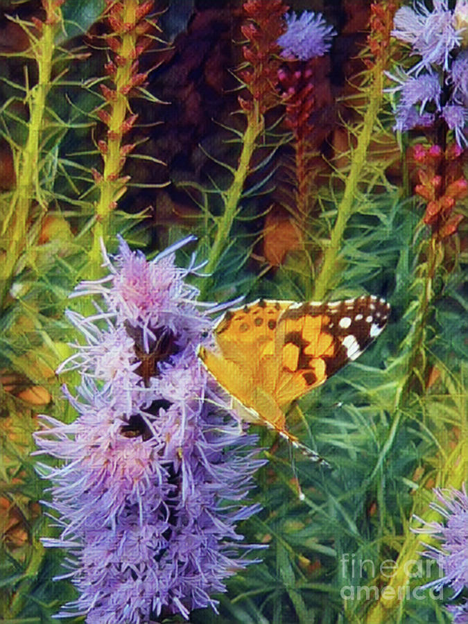 Blazing Star with butterfly Photograph by Yvonne Johnstone