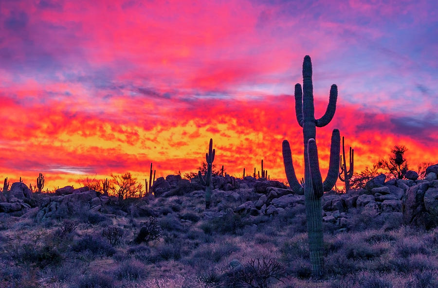 Blazing Sunrise Landscape In Th Arizona Desert Photograph by Ray ...