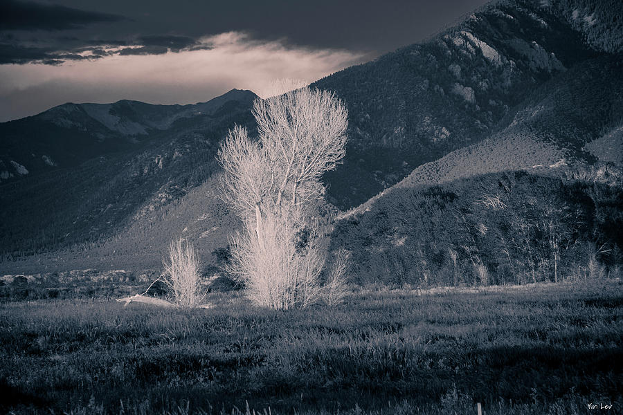 Tree Photograph - Blazing Trees Taos New Mexico by Yuri Lev