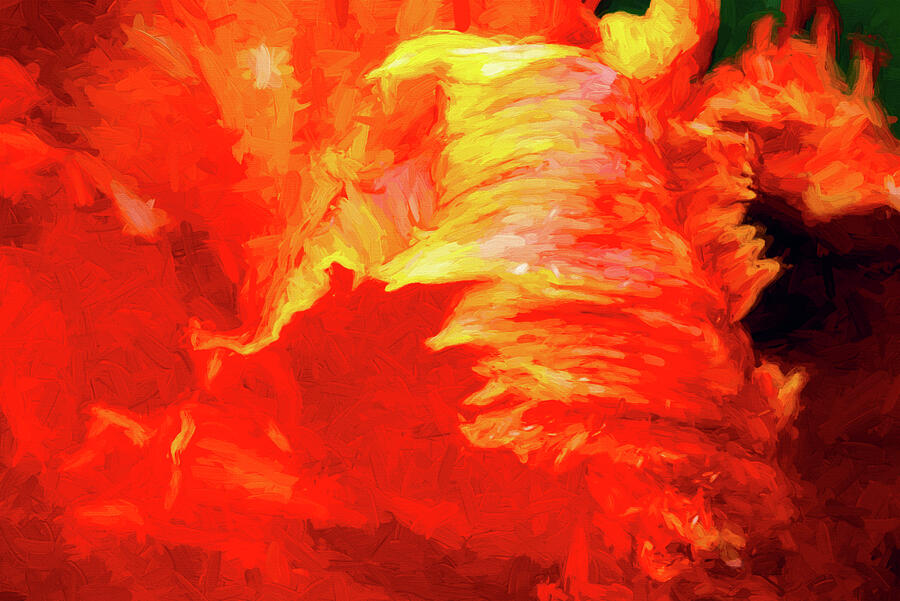 Blazing Tulip Photograph by Paul W Faust -  Impressions of Light