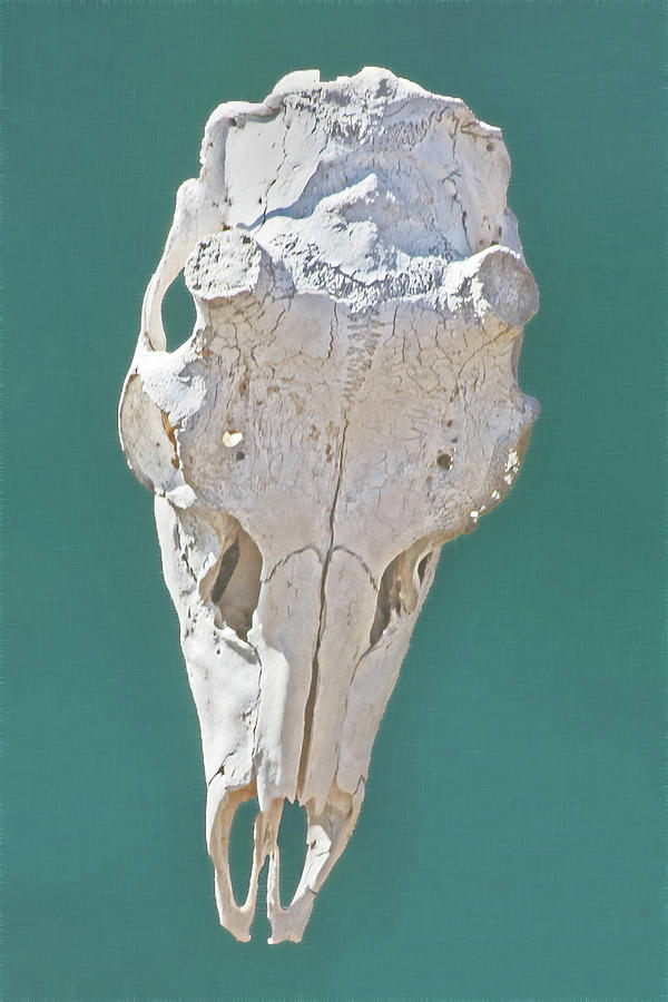 Bleached Skull Photograph by Ira Marcus