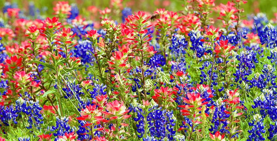 Blebonnets and Indian paintbrush Photograph by John Babis