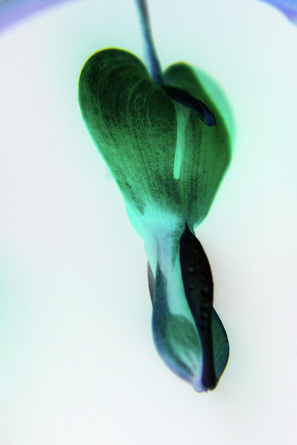 Abstract Photograph - Bleeding Blue And Green by Holly Morris Abstract Photograph - Bleeding Blue And Green by Holly Morris