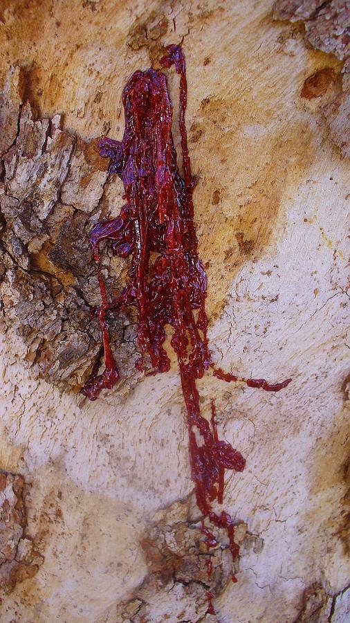 Bleeding Gum Tree Bark Photograph by Kathrin Poersch