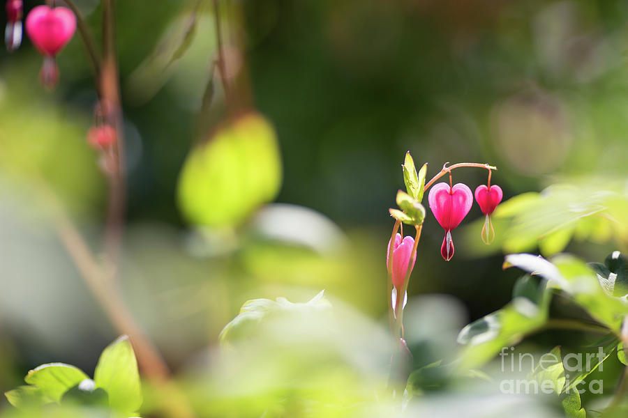 Spring Photograph - Bleeding Heart by Eva Lechner