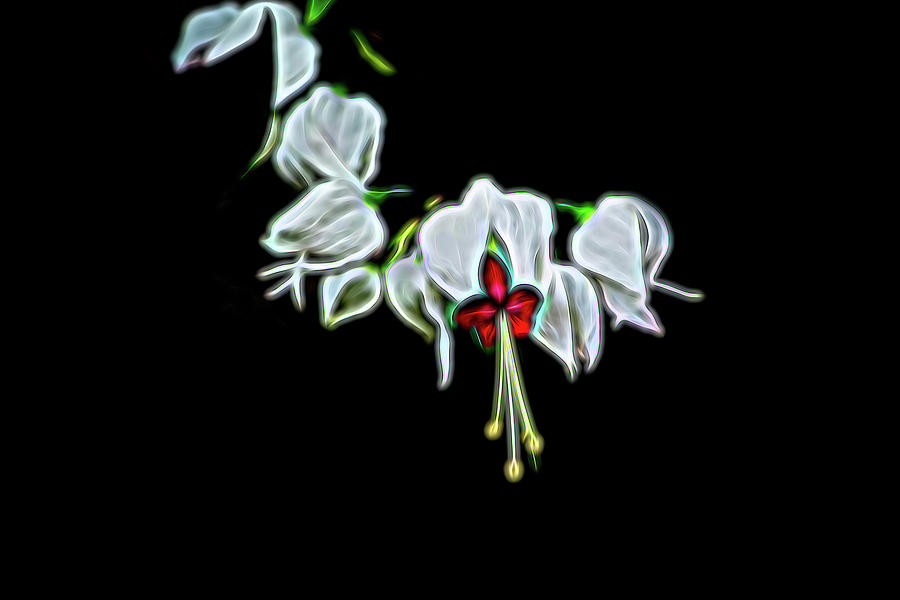 Bleeding Heart Floral Brilliant on Black Photograph by Aimee L Maher ALM GALLERY
