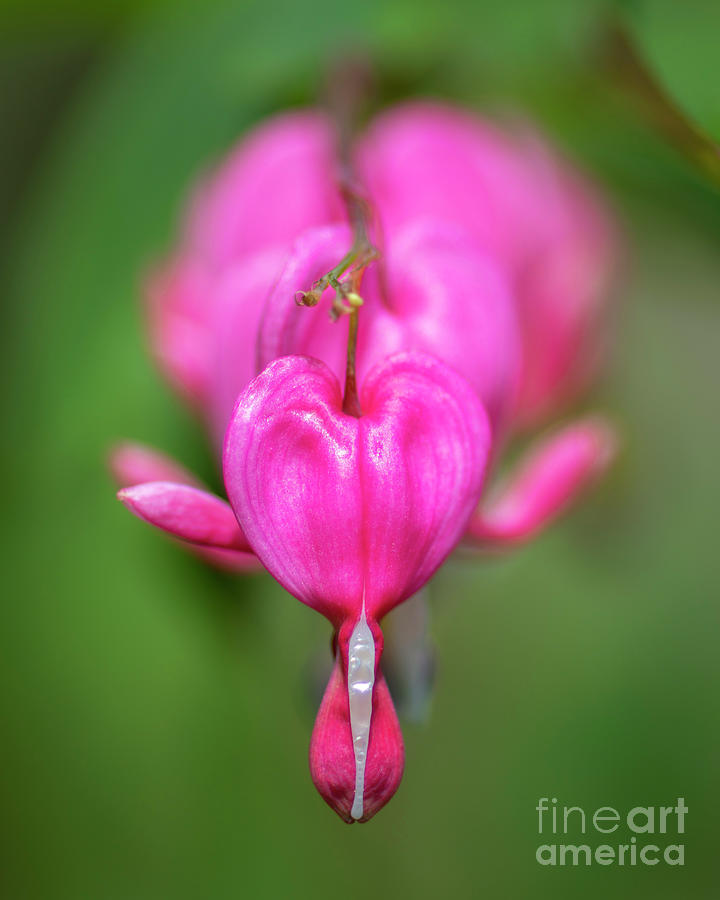 Bleeding Heart Flower Macro Photograph by Craig Shaknis