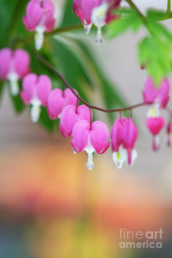 Bleeding Heart Flowers in Spring Photograph by Tim Gainey