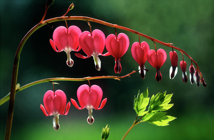 Bleeding Heart Flowers Photograph by Jeff Meul