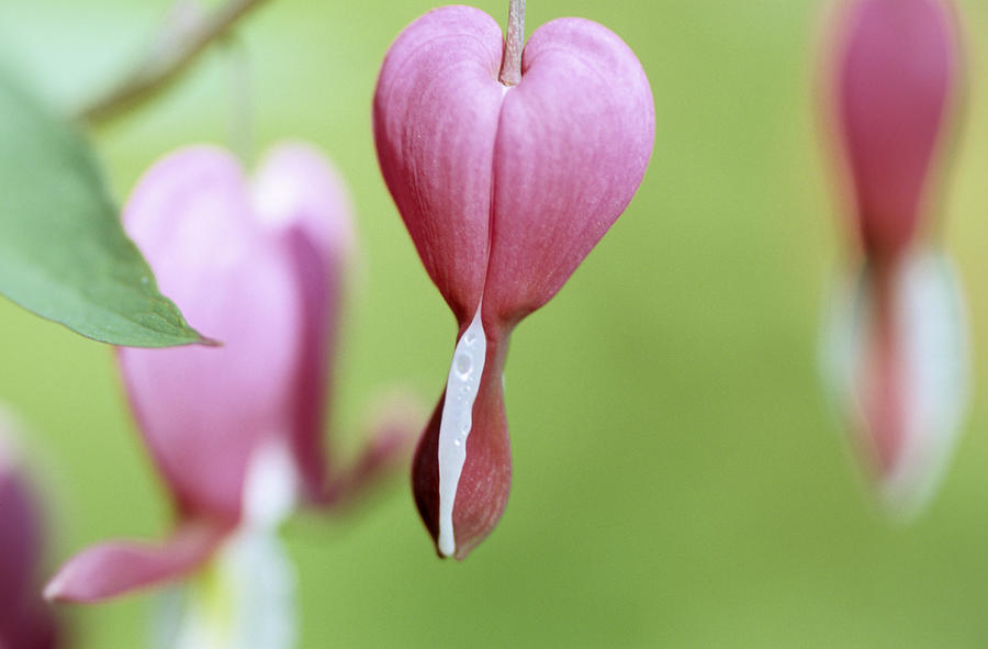 Bleeding heart hanging from tree, close up Photograph by Achim Sass