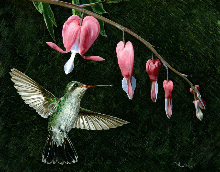 Bleeding Heart Humming Drawing by Brent Ander