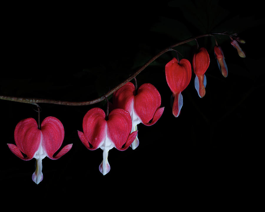 Bleeding Hearts in a Row Photograph by Ray Silva