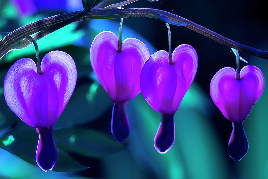 Bleeding Hearts in Moon Light Photograph by Skip Tribby