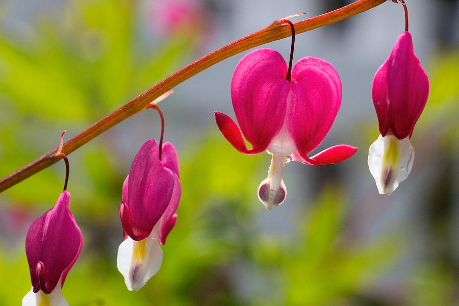 Bleeding Hearts Photograph by Joshua Fawcett - Fine Art America