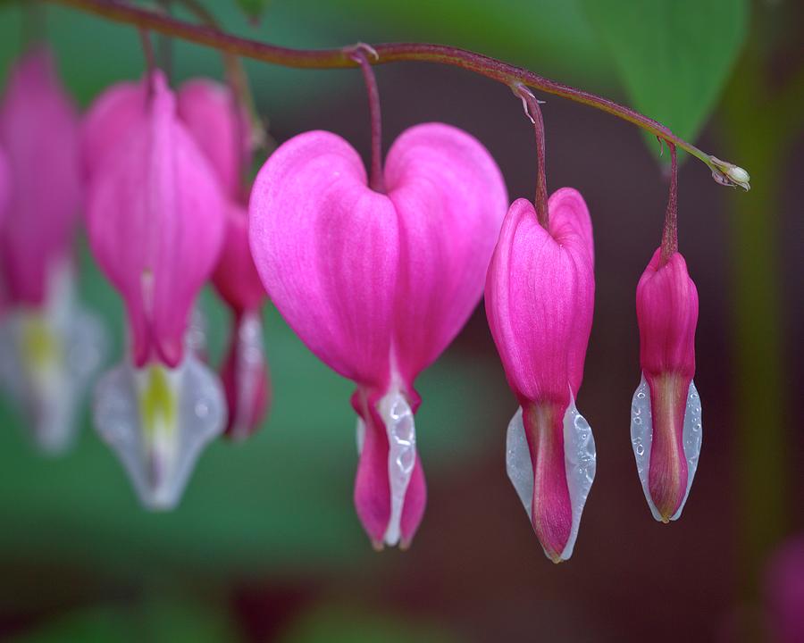 Bleeding Hearts Photograph by Bob Stevens - Fine Art America