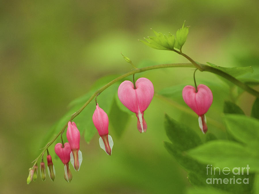 Bleeding Hearts Photographed In Springtime Photograph by Dorothy Lee