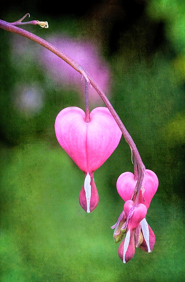 Bleeding Hearts Photograph by Susan Hope Finley