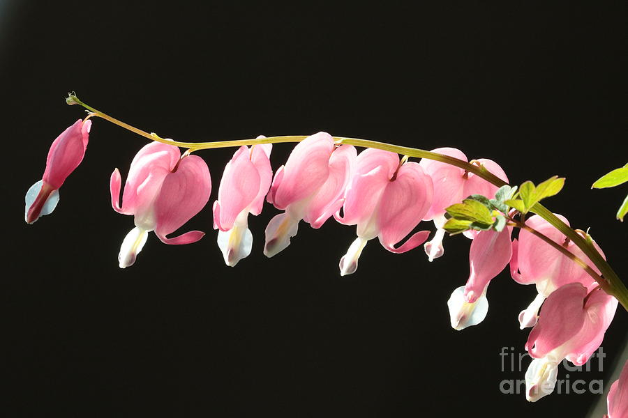 Bleeding Hearts with Black Background Photograph by Carol Groenen