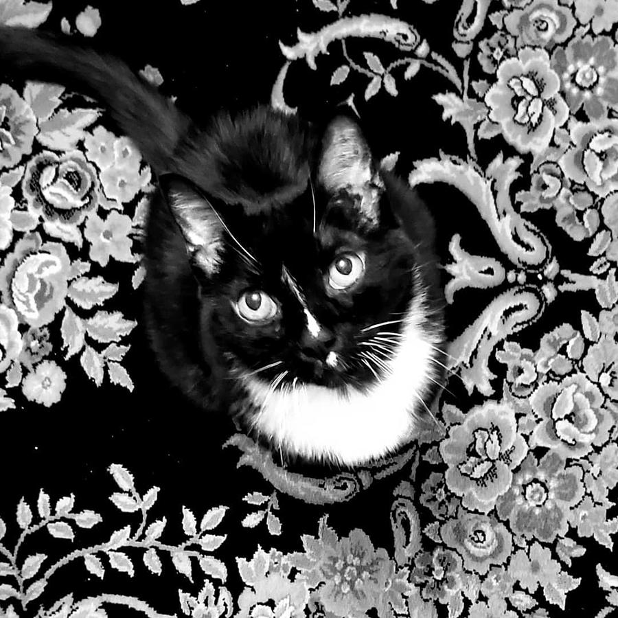 Cat Photograph - Blend by Steven Smith