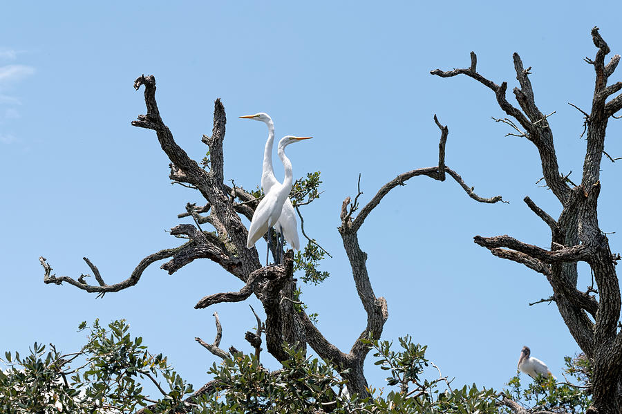 Blending In Great Egrets Photograph by Colin Hocking