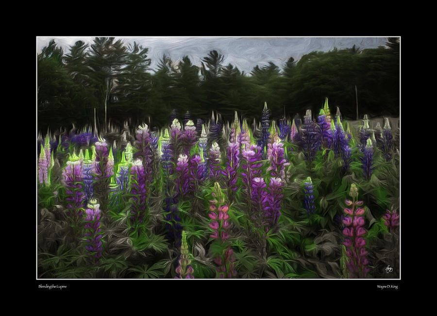 Blending the Lupines Poster Photograph by Wayne King
