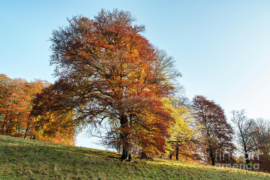 Blenheim Park Autumn Beech Trees in Oxfordshire Photograph by Tim Gainey