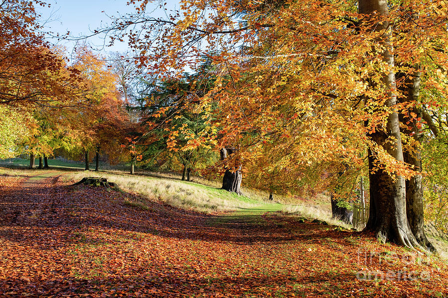 Blenheim Park Golden Autumn Beech Trees Oxfordshire Photograph by Tim Gainey