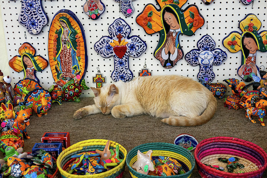 Blessed Kitty In El Mercado Photograph by Steven Sparks