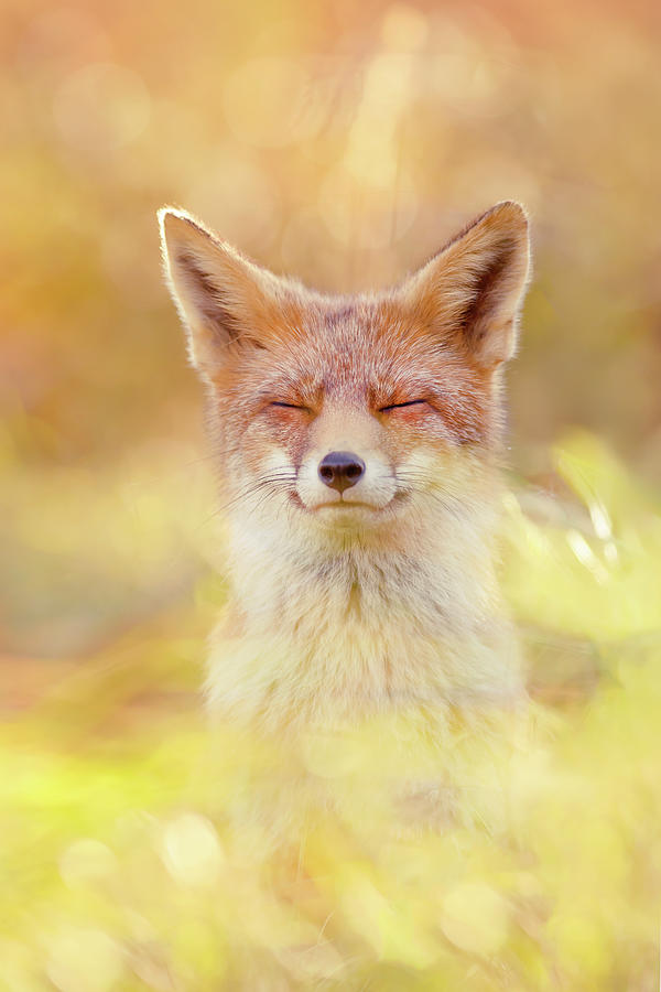 Animal Photograph - Bliss - Zen Fox Series by Roeselien Raimond