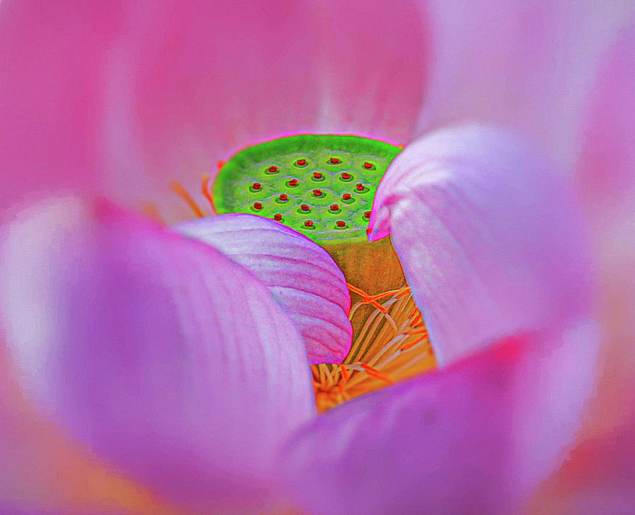 Blessings of the Lotus Photograph by Kevin Lane