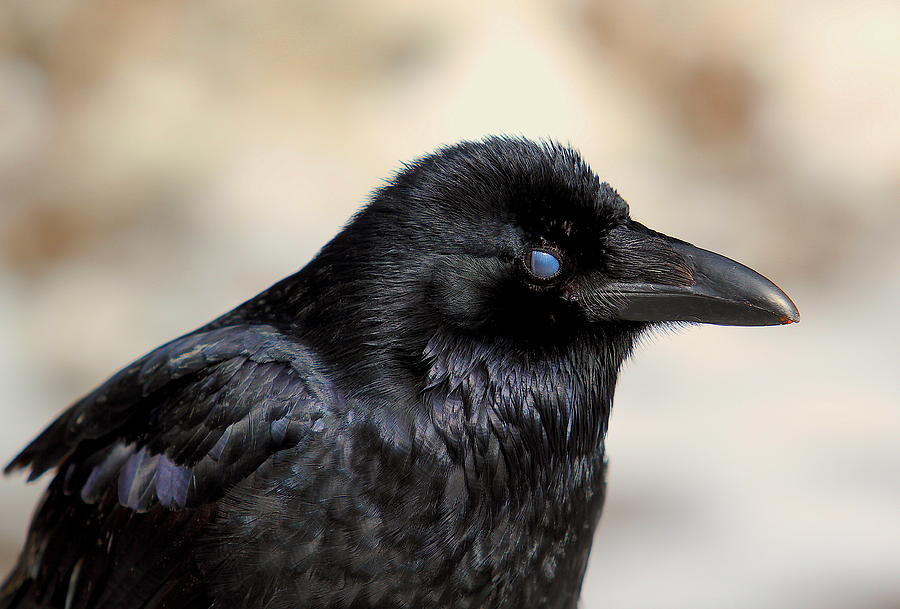 Blinking Crow Photograph by Summer Vance - Fine Art America