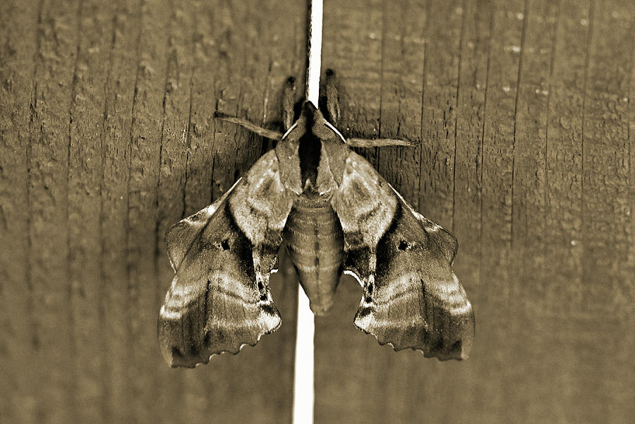 Blind Sphinx Moth - sepia Photograph by Katherine Nutt - Pixels
