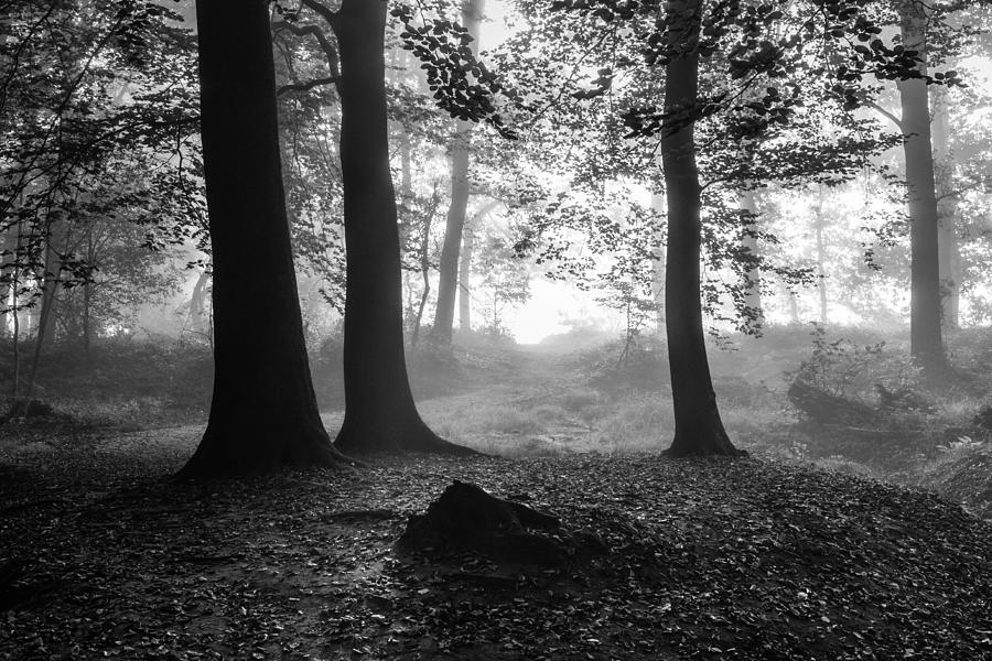 Blinding Fog Silhouettes Photograph by William Mevissen