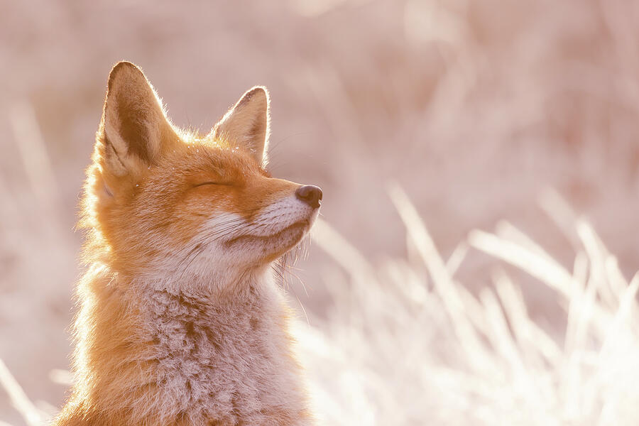 Winter Photograph - Bliss Fox - Winter Happiness by Roeselien Raimond
