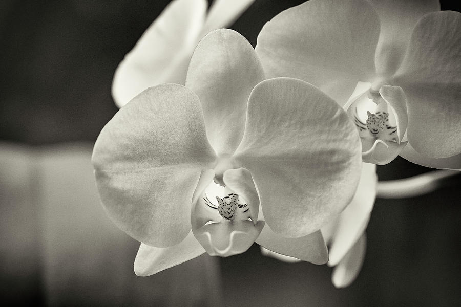 Bliss White Orchid Photograph by James David Phenicie - Fine Art America