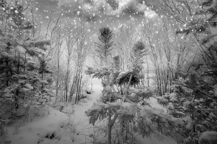Blizzard In Jurmala Latvia  Photograph by Aleksandrs Drozdovs