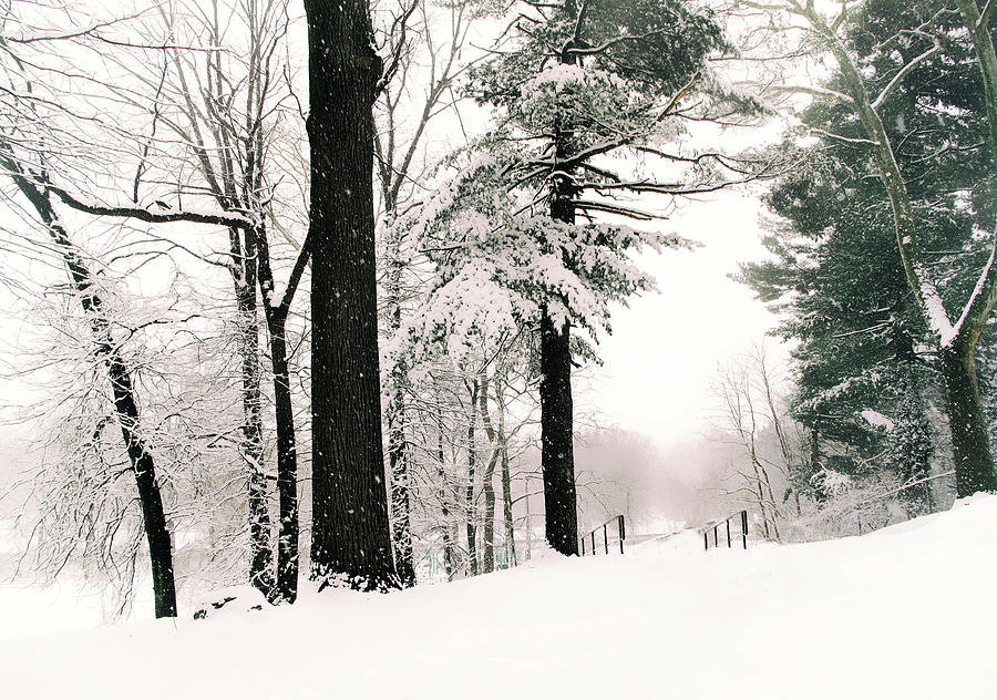 Nature Photograph - Blizzard Beauty by Jessica Jenney